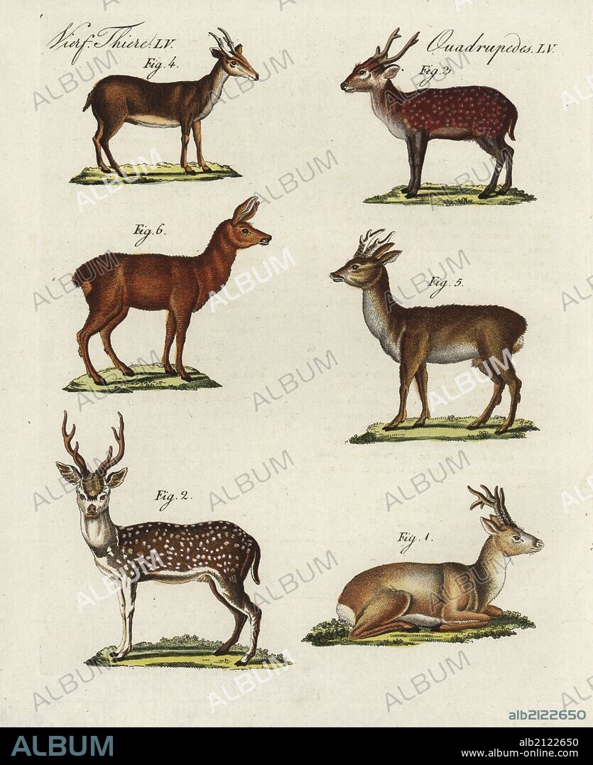 Eastern roe deer, Capreolus pygargus 1, spotted deer, Cervus axis 2, hog deer, Cervus porcinus 3, Muntjac deer, Muntiacus muntjak 4, roe deer, Capreolus capreolus, stag 5 and doe 6. Handcoloured copperplate engraving from Bertuch's "Bilderbuch fur Kinder" (Picture Book for Children), Weimar, 1798. Friedrich Johann Bertuch (1747-1822) was a German publisher and man of arts most famous for his 12-volume encyclopedia for children illustrated with 1,200 engraved plates on natural history, science, costume, mythology, etc., published from 1790-1830.