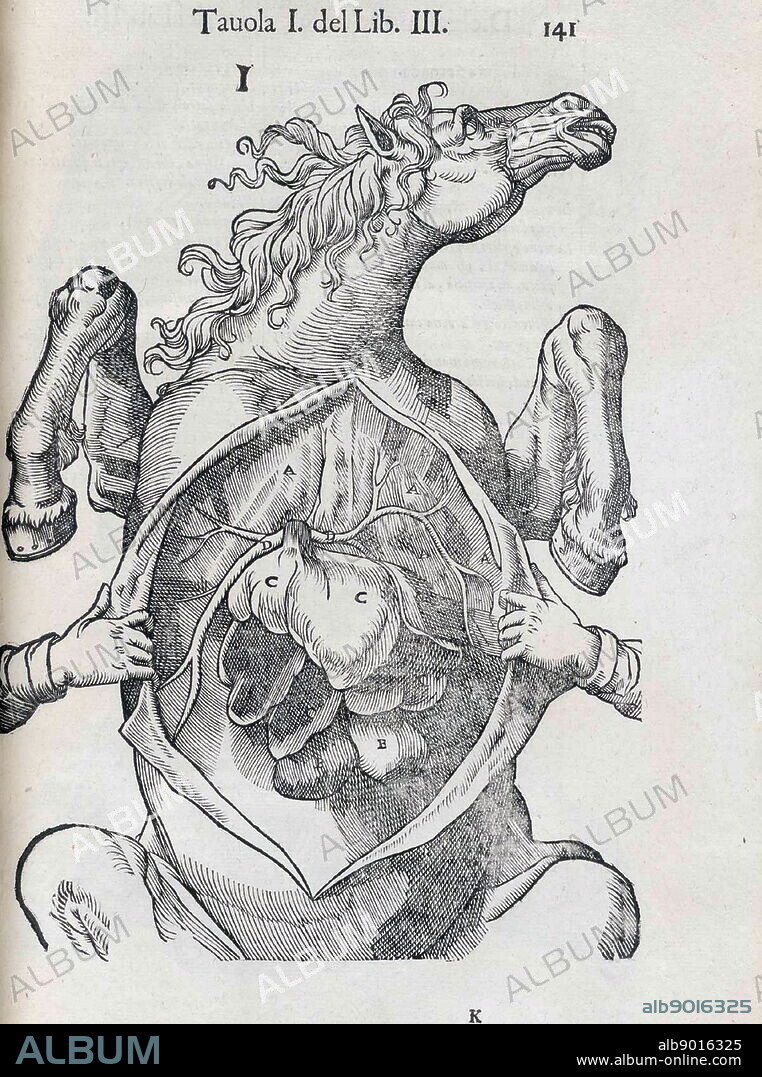 Equine anatomical Illustration from 'Anatomia del cavallo, infermità, et suoi rimedii'. Anatomy of a horse); (1618). by Carlo Ruini, (1530-1598).