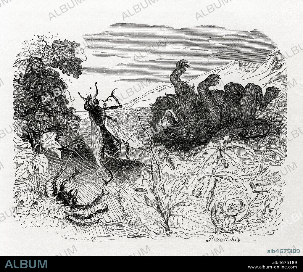 Le lion et le moucheron. Illustration de 1868 par GRANDVILLE (1803-1847) pour Fables de Jean de LA FONTAINE (1621-1695). Credit : Coll. Jonas/KHARBINE-TAPABOR.