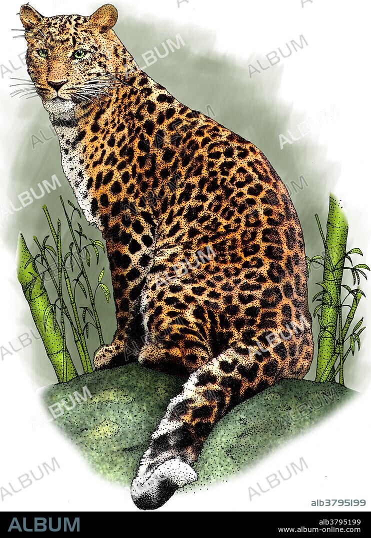 North china leopard