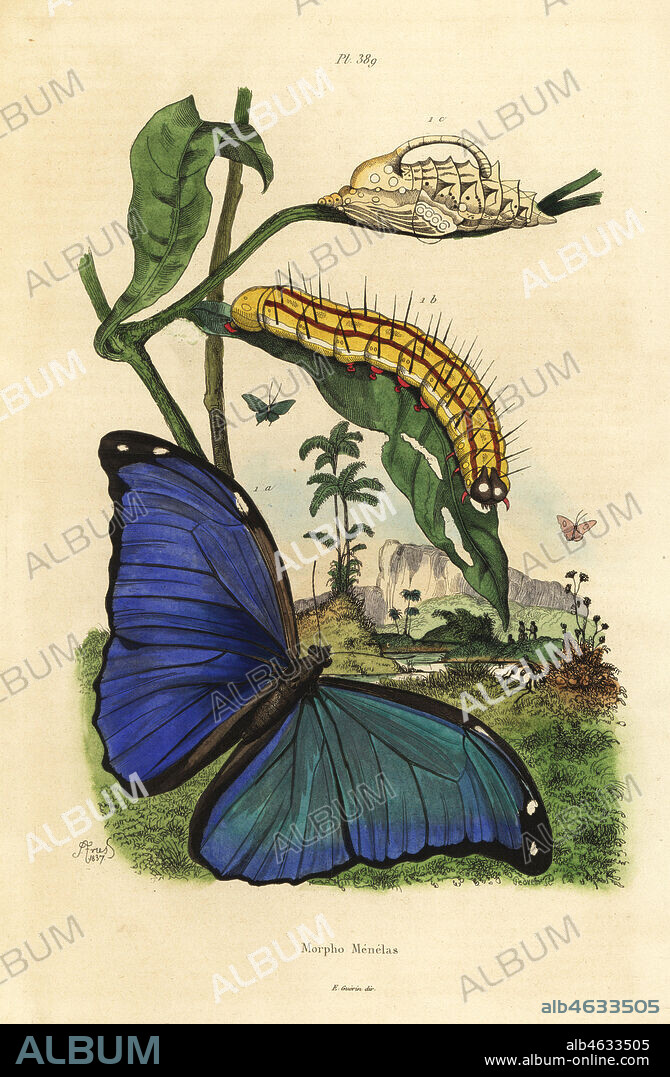 Menelaus blue morpho butterfly, Morpho menelaus, caterpillar and pupa. Morpho menelas. Handcoloured steel engraving by Pedretti after an illustration by Adolph Fries from Felix-Edouard Guerin-Meneville's Dictionnaire Pittoresque d'Histoire Naturelle (Picturesque Dictionary of Natural History), Paris, 1834-39.