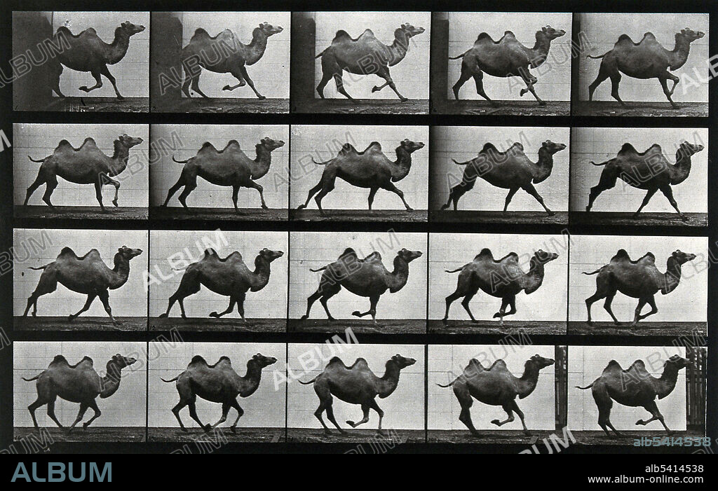 Camel Running, Muybridge's Studies in Motion