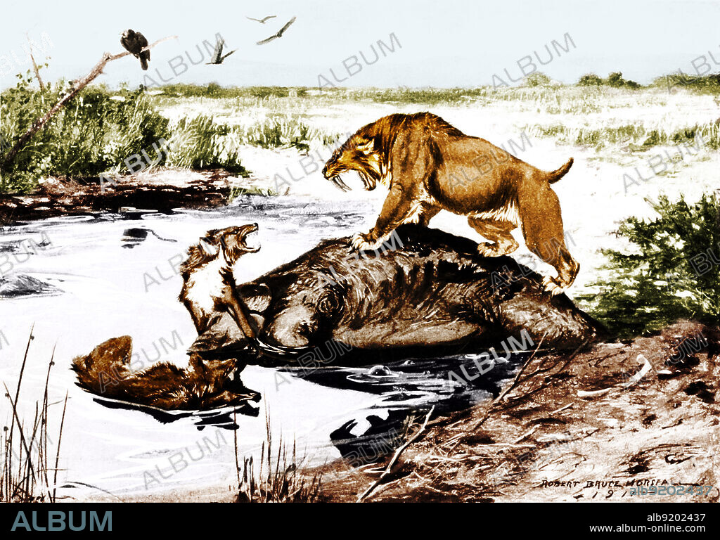 A saber-toothed cat (Smilodon californicus) and two dire wolves (Canis dirus) fight over a Columbian mammoth (Mammuthus columbi) carcass in the La Brea Tar Pits. Illustration by Robert Bruce Horsfall, 1913. Colorized.