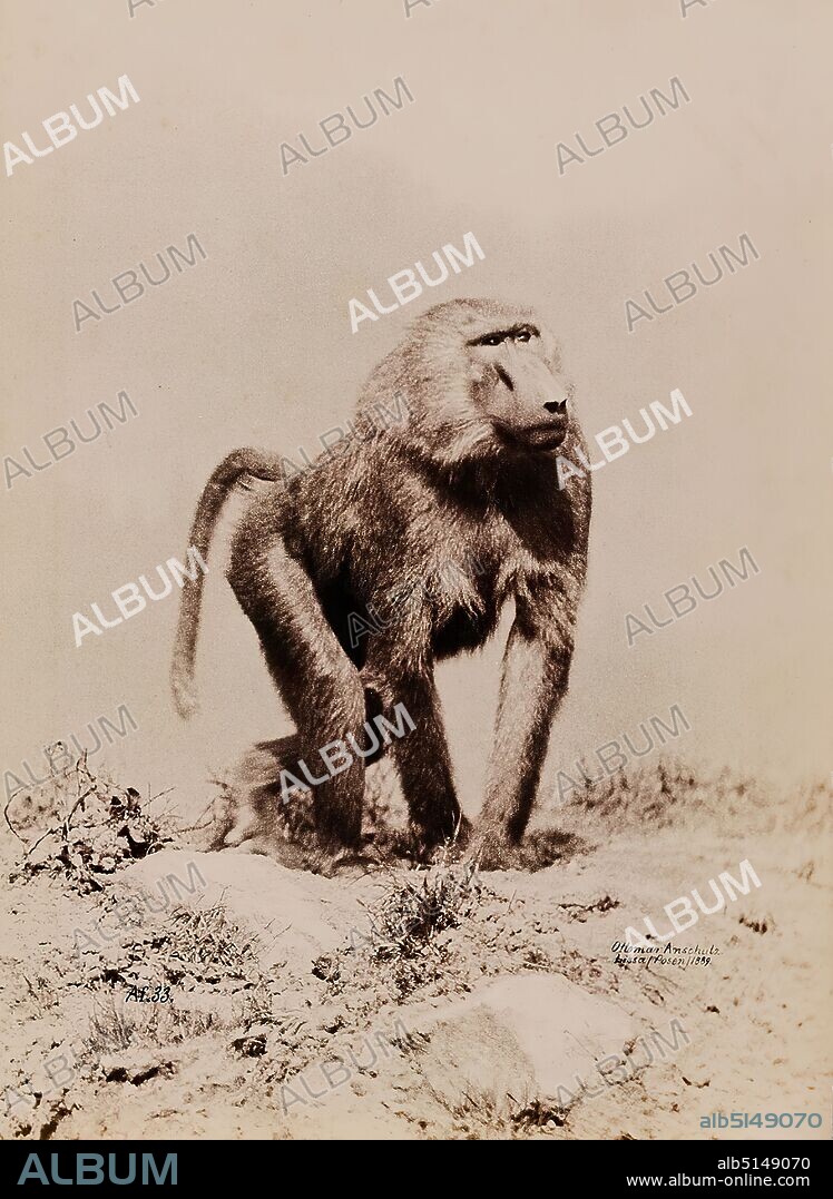 Ottomar Anschütz, baboon, albumin paper, black and white positive process, sheet size: height: 19,70 cm; width: 14,50 cm, Ottomar Anschütz, Berlin. Self-published, inscribed: recto: Af.33; Ottomar Anschütz, Lissa, Posen, 1889, nature photography, animal photography, monkeys.