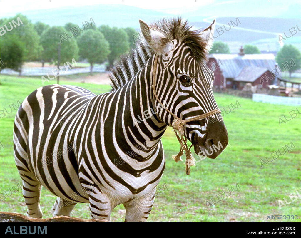 HÉROE A RAYAS, 2005 (RACING STRIPES), dirigida por FREDERIK DU CHAU. Copyright WARNER BROS. PICTURES.