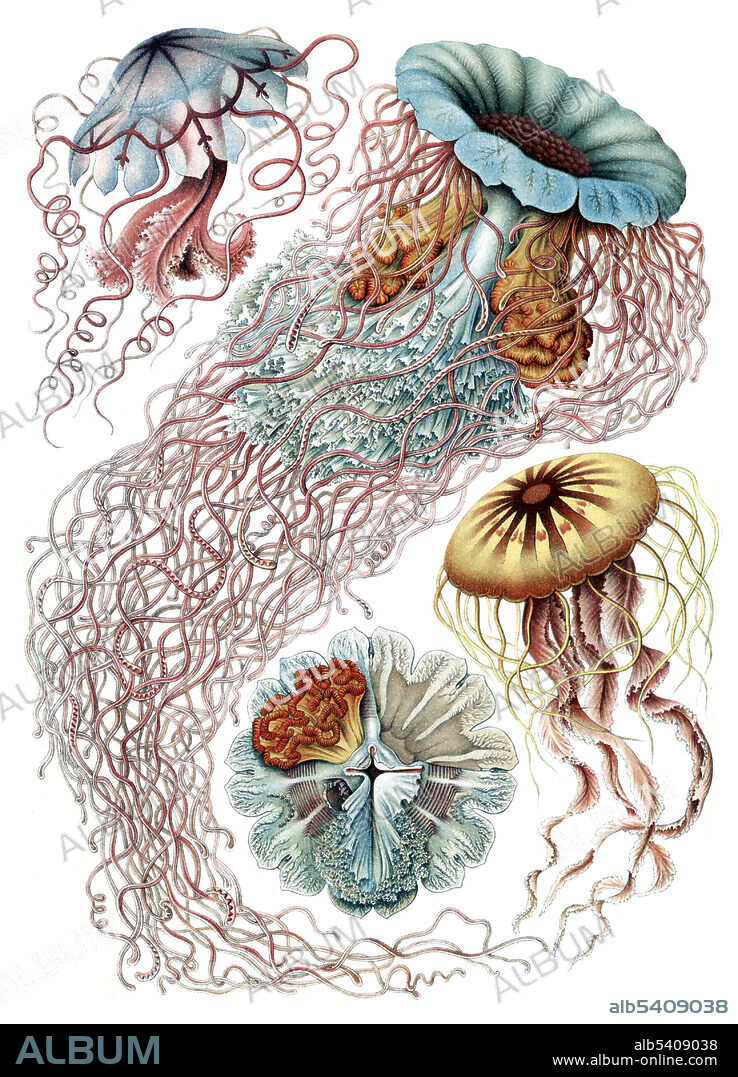 Discomedusae. Illustration showing four different types of jellyfish. Kunstformen der Natur (Art Forms in Nature) is a book of lithographic and halftone prints by Ernst Haeckel. It consists of 100 prints of various organisms, many of which were first described by Haeckel himself, translated from sketch to print by lithographer Adolf Giltsch. Ernst Haeckel (1834 - 1919) was a German biologist, naturalist, philosopher, physician, professor, marine biologist, and artist. Haeckel's identification key was not provided.