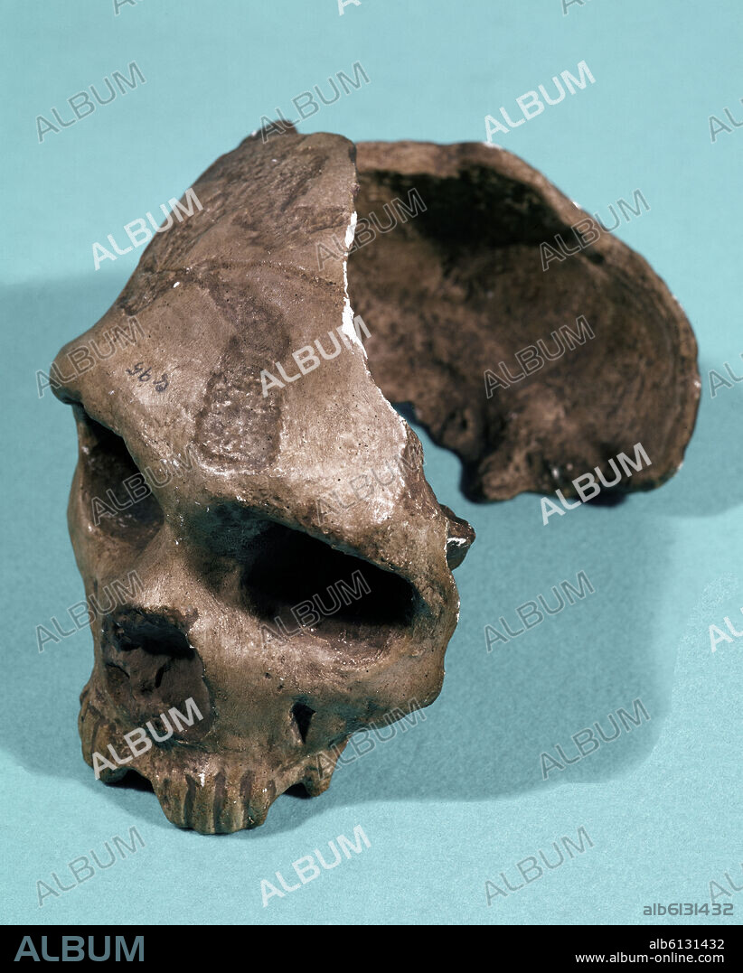 CRANEO DE GIBRALTAR HOMBRE DEL NEANDERTHAL.