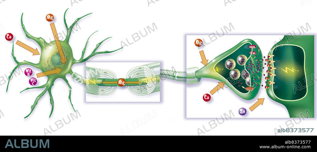 Action of mineral salts and vitamins on the transmission of the nerve impulse.. Location of the action of certain minerals (calcium, magnesium), zinc and certain vitamins (B and C) on the transmission of nerve impulse. These elements are susceptible to intervene in the mecanisms and effects of stress.. Zinc (Zn) is released by certain neurons at the same time than neurotransmitters, in the synaptic cleft.. Calcium (Ca) enables the exocytosis of the synaptic vesicles, and therefore the release of neurotransmitters. Magnesium (Mg) has an antagonist action to the one of calcium, and notably inhibit the hyperexcitability of the neurons. Calcium and magnesium also participate to numerous functions of the cell.. Vitamines B and C are essential to the synthesis of neurotransmitters (at the level of the cell body or synaptic button).