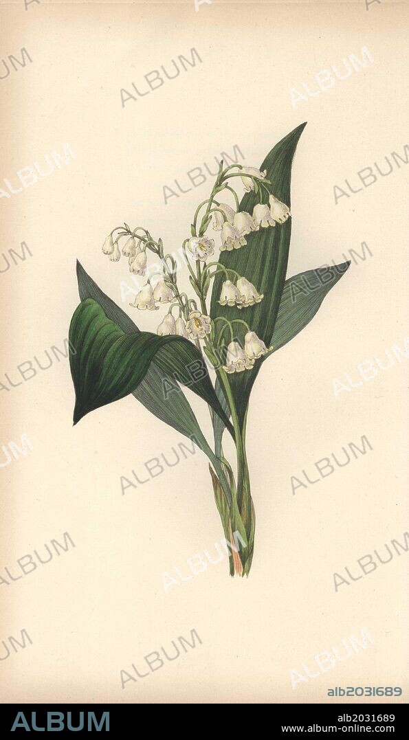 Lily of the valley, Convallaria majalis. Handcoloured botanical illustration drawn and engraved by William Clark from Rebecca Hey's "Moral of Flowers," London, Longman, Rees, 1833. Mrs. Rebecca Hey was a Victorian writer, poet and artist who wrote "Spirit of the Woods" 1837 and "Recollections of the Lakes" 1841. William Clark was former draughtsman to the London Horticultural Society and illustrated many botanical books in the 1820s and 1830s.