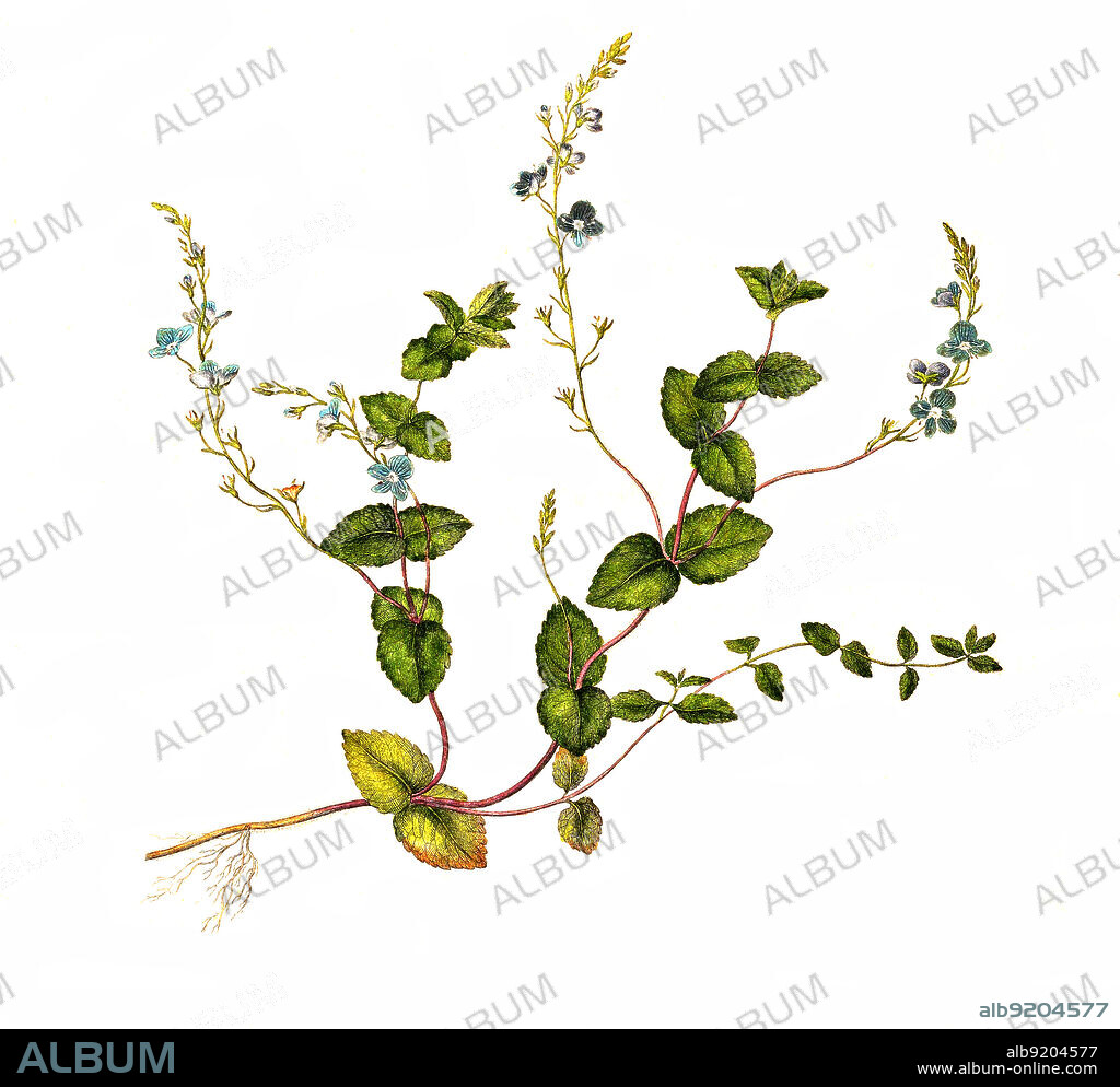 Gamander-Ehrenpreis, Veronica chamaedrys, auch Männertreu, Frauenbiss, Katzenäuglein oder Wildes Vergissmeinnicht / Veronica chamaedrys, the germander speedwell, bird's-eye speedwell, or cat's eyes.