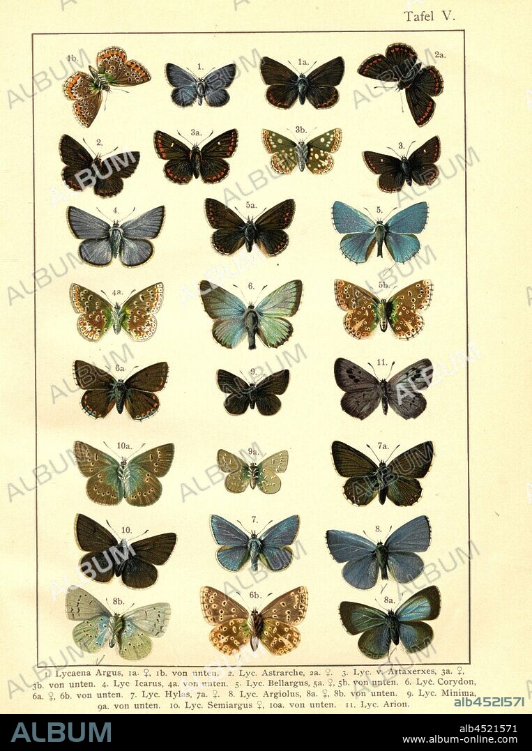 Butterflies in Central Europe 2, Lycana Argus, Lyc., Astral, Lyc., v, Artaxerxes, Lyc., Icarus, Lyc., Bellargus, Lyc., Corydon, Lyc., Hylas, Lyc., Argiolus, Lyc., Minima, Lyc., Semiargus, Lyc., Arion, plate V, after p. 16, Deuchert, Heinrich (del. ad. nat.); Slocombe, A. (del. ad nat.), 1893, Max Korb; Heinrich Deuchert; A. Slocombe: Die Schmetterlinge Mittel-Europas: Darstellung und Beschreibung der hauptsächlichen mitteleuropäischen Schmetterlinge nebst Anleitung, dieselben zu fangen oder zu züchten und eine Sammlung anzulegen. Nürnberg: Theo. Stroeser's Kunstverlag, [1893].