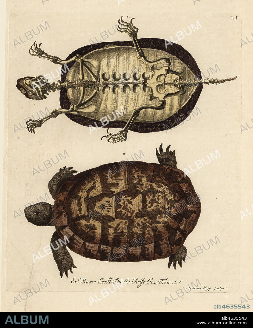 Tortoise skeleton and German tortoise species. (Le squelette d'une tortue de terre, une tortue de terre d'Allemagne.) Handcoloured copperplate engraving by Andreas Hoffer from Georg Wolfgang Knorr's Deliciae Naturae Selectae of Kabinet van Zeldzaamheden der Natuur, Blusse and Son, Nuremberg, 1771. Specimens from a Wunderkammer or Cabinet of Curiosities owned by Dr. Christoph Jacob Trew in Nuremberg.