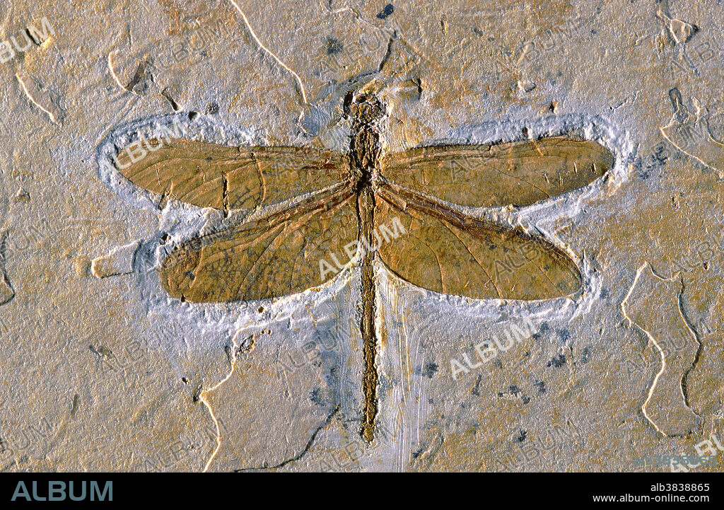 Dragonfly Fossil, Cordulagomphus tuberculatus, Lower Cretaceous, Brazil.