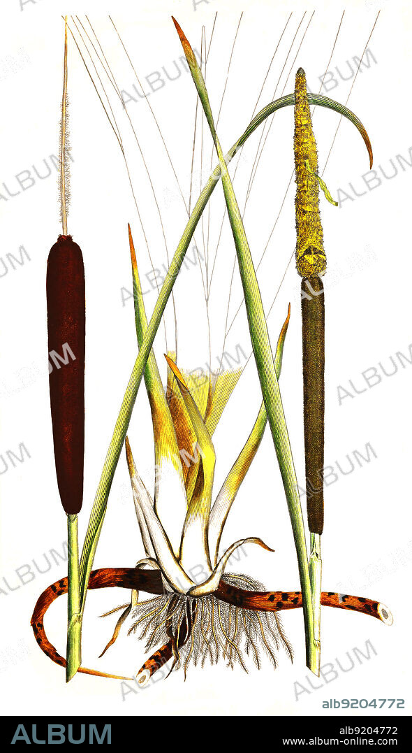 Breitblättriger Rohrkolben, Typha latifolia / Typha latifolia, broadleaf cattail, bulrush, common bulrush, common cattail, cat-o'-nine-tails, great reedmace, cooper's reed, cumbungi, historical, digital improved reproduction of an original from the 19th century / digital restaurierte Reproduktion einer Originalvorlage aus dem 19. Jahrhundert, genaues Originaldatum nicht bekannt.