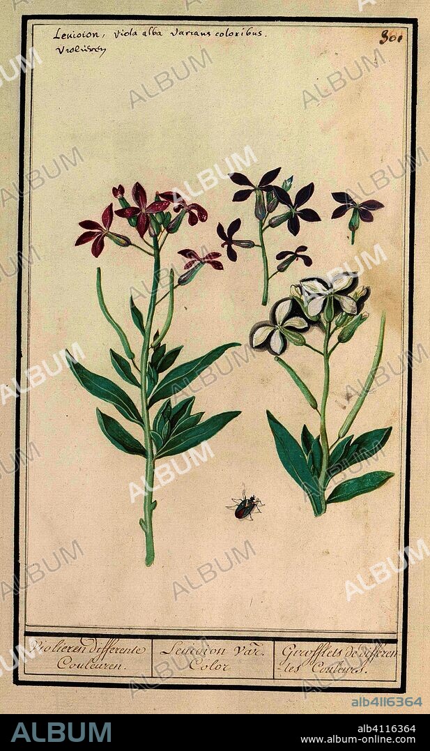 ANSELMUS BOËTIUS DE BOODT. Muurbloem (Erysimum cheiri). Violieren differente Couleuren. / Leuioion var. Color / Girofflets de differentes Couleurs. (title on object). Draughtsman: Anselmus Boëtius de Boodt. Draughtsman: Elias Verhulst. Dating: 1596 - 1610. Place: Praag. Measurements: h 273 mm × w 168 mm.
