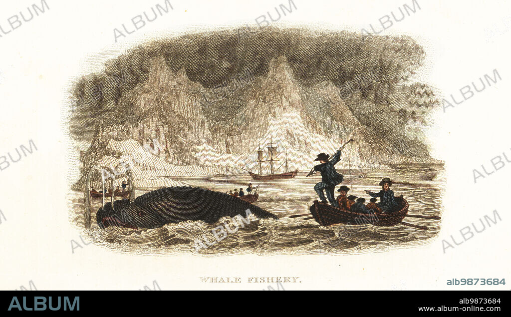 English whalers hunting whales in the Northern Seas near Greenland, 18th century. A harpooner on a rowboat takes aim at a whale in front of a frozen landscape of icebergs. Bowhead whale or polar whale, Balaena mysticetus. Whale fishery. Handcoloured copperplate engraving from Reverend Thomas Smiths The Naturalists Cabinet, or Interesting Sketches of Animal History, Albion Press, James Cundee, London, 1806. Smith, fl. 1803-1818, was a writer and editor of books on natural history, religion, philosophy, ancient history and astronomy.