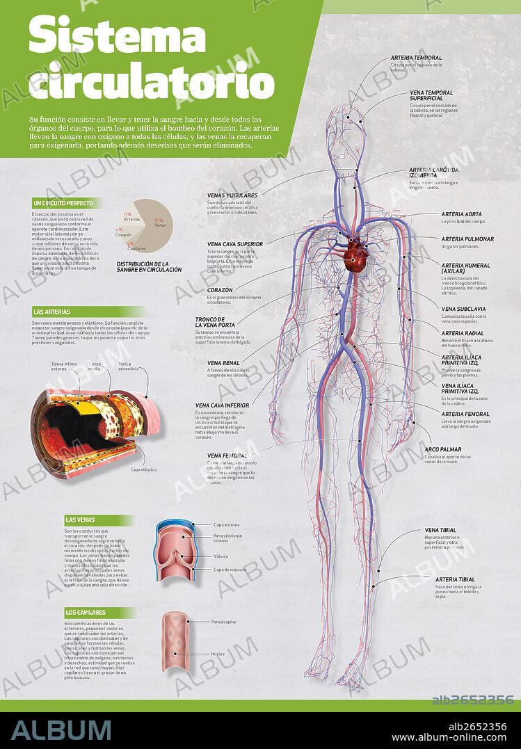 SISTEMA CIRCULATORIO. Infografía del sistema circulatorio.