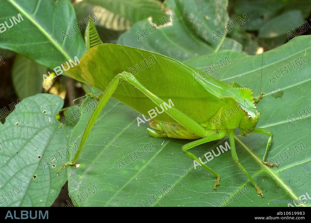 The huge Saddleback Katydid (Steirodon sp. peucestes) can reach 12 cm in length. Loreto, Peru.