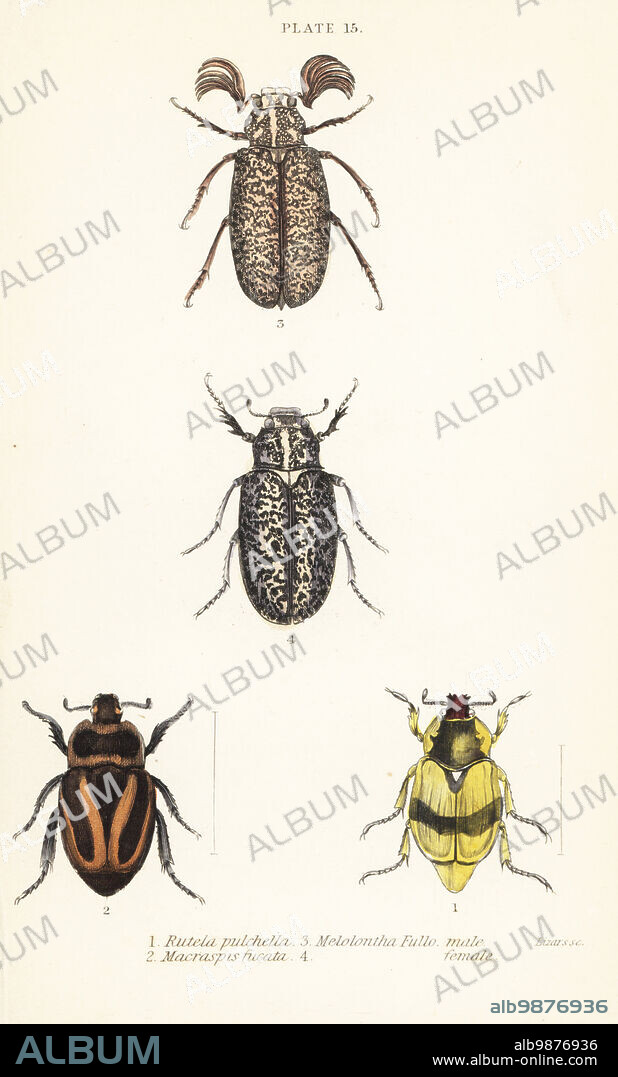 Scarab beetles Pelidnota pulchella subsp. pulchella 1, Macraspis
