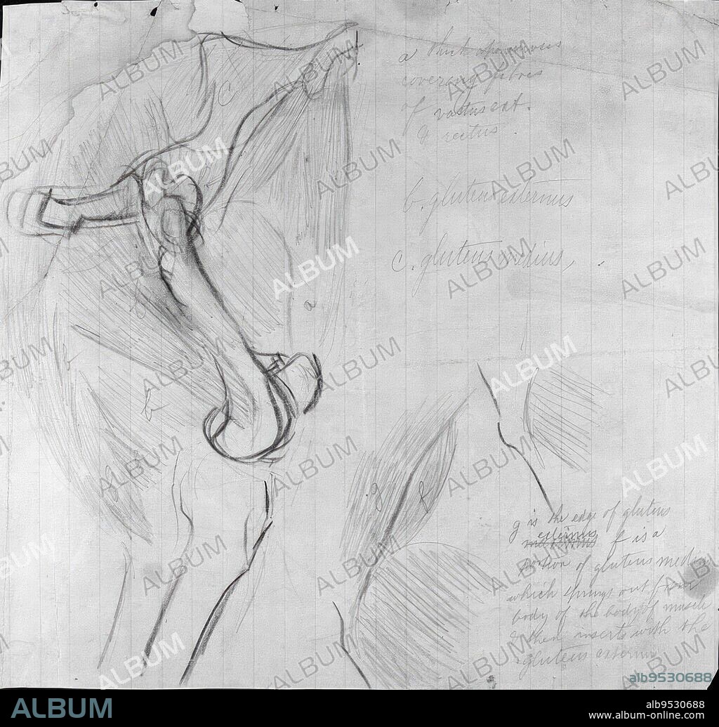THOMAS EAKINS y SAMUEL MURRAY (atribuido). Anatomical Drawing. Graphite pencil and orange and blue colored pencil on paper. Date: (c. 1878).