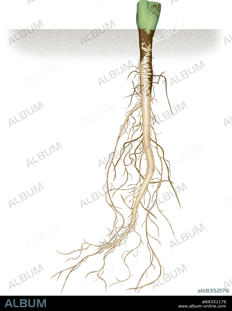 Many plants store starch and other sugars in their roots. Organs swollen with nutritive reserves are called tubers. Many vegetables, such as salsify, carrots, and sugar beets, are root tubers. Certain plants in dry zones have roots full of water reserves so that they can survive during long periods of drought.