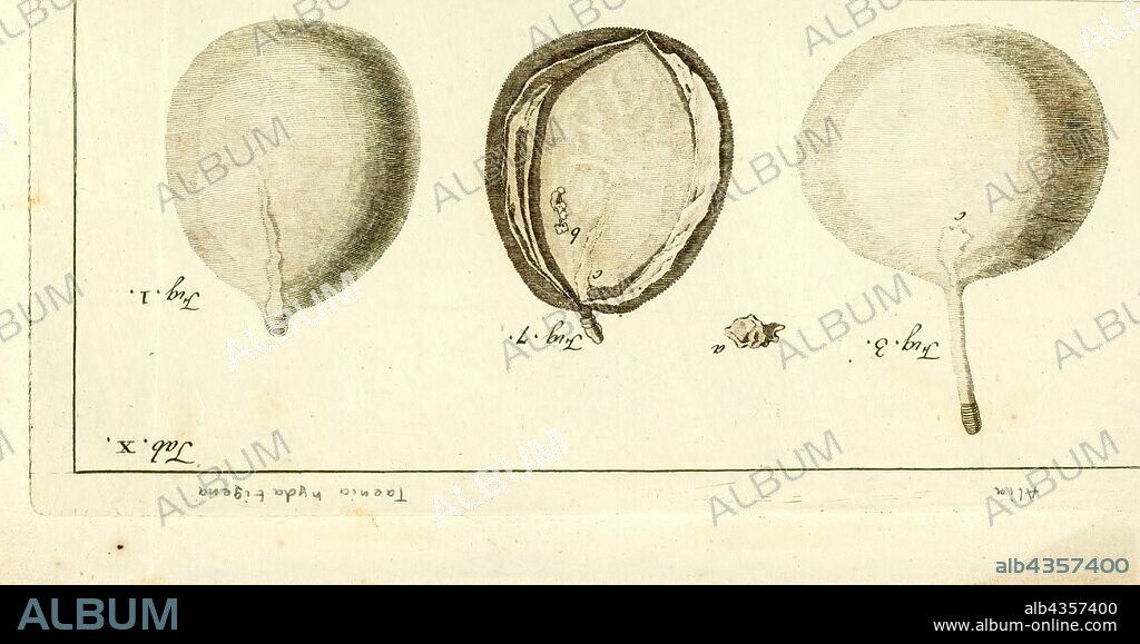 Taenia hydatigena, Print, Taenia hydatigena (thin-necked bladderworm, causative agent of cysticercosis) is one of the adult forms of the canine and feline tapeworm. This infection has a worldwide geographic distribution. Humans with taeniasis can infect other humans or animal intermediate hosts by eggs and gravid proglottids passed in the feces.