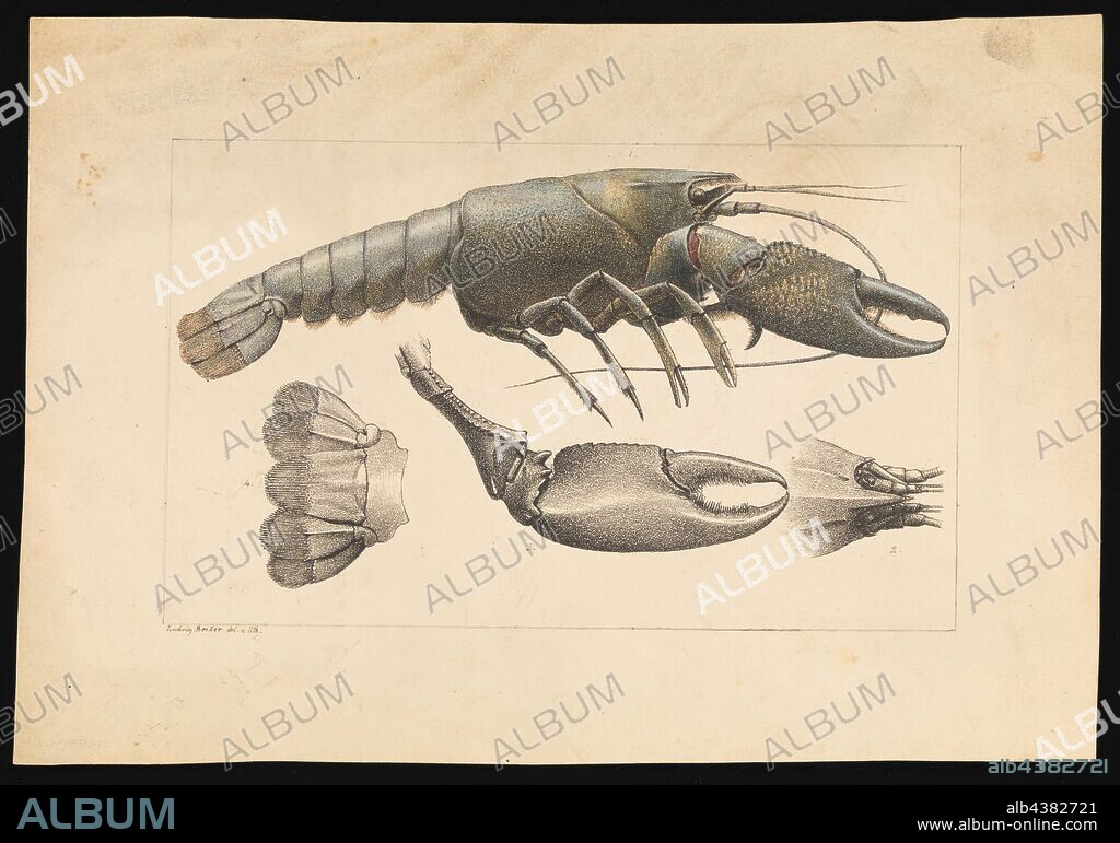 Lithographic proof - Yabby, Cherax destructor, Ludwig Becker, Hand coloured lithographic proof of a Yabby, Cherax destructor, by Ludwig Becker for Plate 29 in The Prodromus of the Zoology of Victoria by Frederick McCoy.