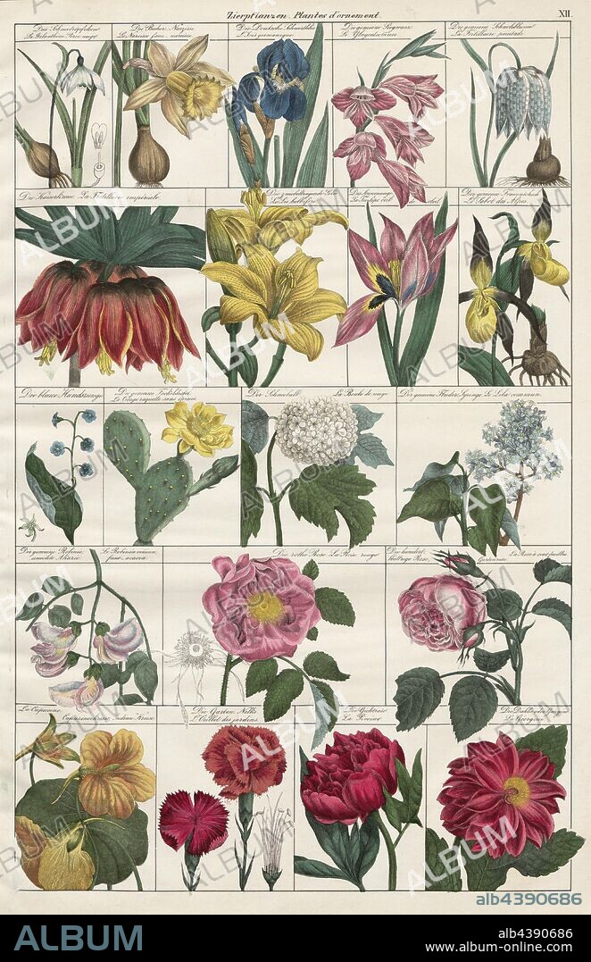 ornamentals, Various types of flowers, pl. XII, Heinrich Rudolf Schinz: Abbildungen aus der Naturgeschichte. Zürich: bei Friedrich Schulthess, [1824].
