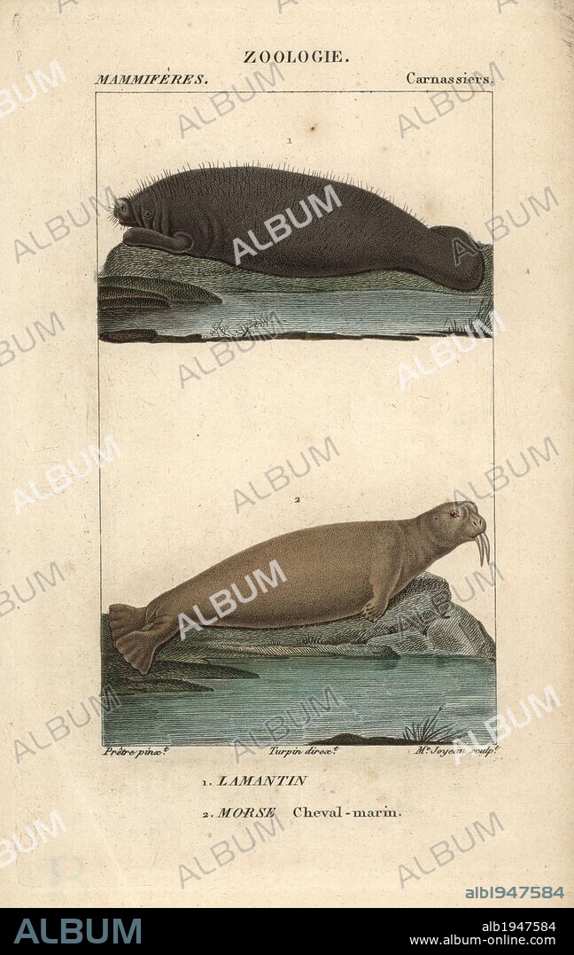 Walrus, Odobenus rosmarus, and West Indian manatee, Trichechus manatus (vulnerable). Handcoloured copperplate stipple engraving from Frederic Cuvier's "Dictionary of Natural Science: Mammals," Paris, France, 1816. Illustration by J. G. Pretre, engraved by Madame Joyeau, directed by Pierre Jean-Francois Turpin, and published by F.G. Levrault. Jean Gabriel Pretre (1780~1845) was painter of natural history at Empress Josephine's zoo and later became artist to the Museum of Natural History. Turpin (1775-1840) is considered one of the greatest French botanical illustrators of the 19th century.