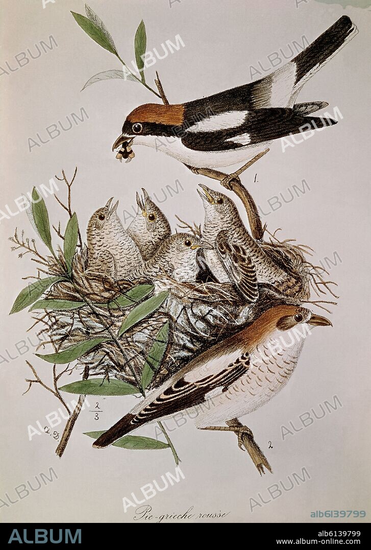 GRABADO-PAJAROS-PEGA PELIRROJA.