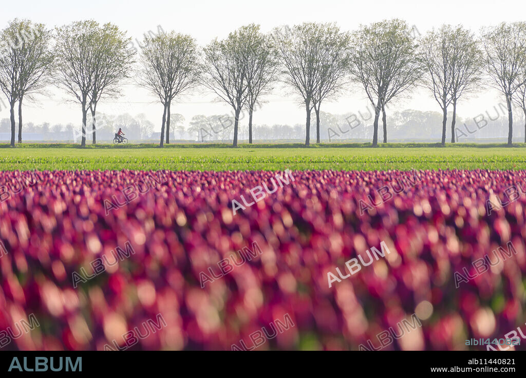 Colourful fields of tulips in bloom and bicycle in the countryside at dawn, De Rijp, Alkmaar, North Holland, Netherlands, Europe.
