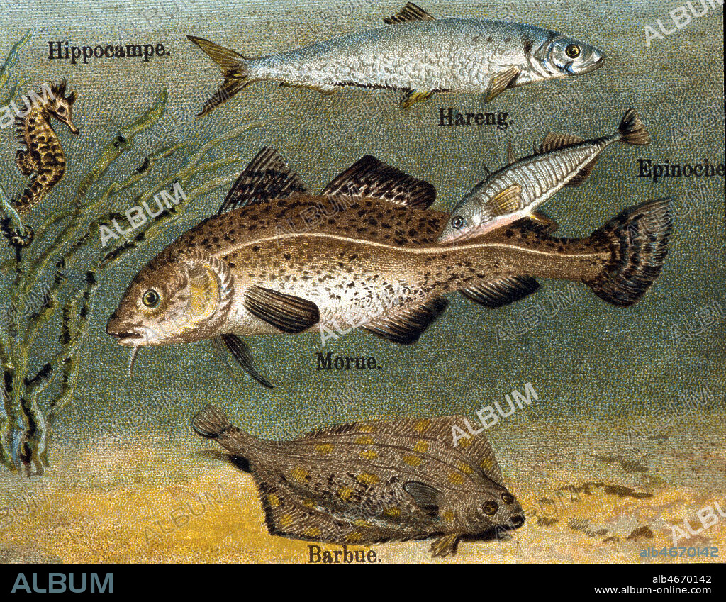 'Hippocampe. Hareng. Epinoche. Morue. Barbue'. Planche de poissons tiree de l'Atlas zoologique par H. de St SYLVESTRE, vers 1870. Credit : Collection Jonas/KHARBINE-TAPABOR.