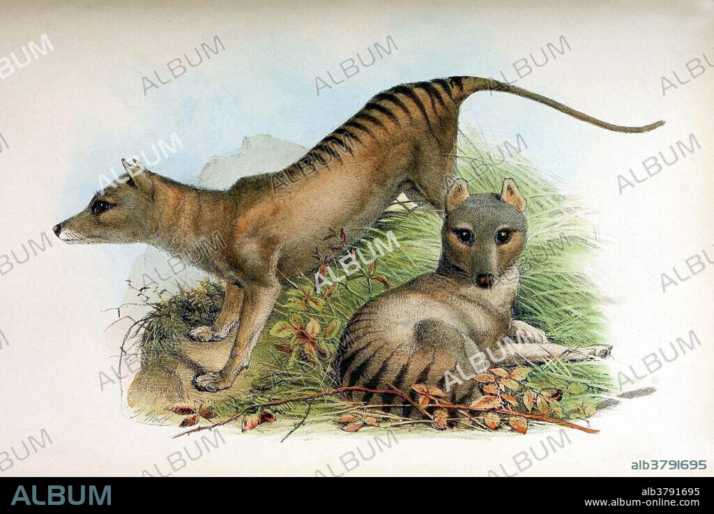 The thylacine (Thylacinus cynocephalus) was the largest known carnivorous marsupial of modern times. It is commonly known as the Tasmanian tiger (because of its striped lower back) or the Tasmanian wolf. The thylacine had become extremely rare or extinct on the Australian mainland before British settlement of the continent, but it survived on the island of Tasmania along with several other endemic species, including the Tasmanian devil. Intensive hunting encouraged by bounties is generally blamed for its extinction, but other contributing factors may have been disease, the introduction of dogs, and human encroachment into its habitat. Despite its official classification as extinct, sightings are still reported, though none has been conclusively proven. Surviving evidence suggests that it was a relatively shy, nocturnal creature with the general appearance of a medium-to-large-size dog. Taken from Proceedings of the Zoological Society of London.