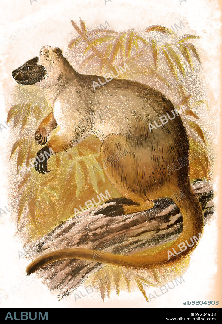 Bennett-Baumkänguru, Dendrolagus bennettianus / Bennett's tree-kangaroo, Dendrolagus bennettianus, Historisch, historical, digital improved reproduction of an original from the 19th century / digital restaurierte Reproduktion einer Originalvorlage aus dem 19. Jahrhundert, genaues Originaldatum nicht bekannt,.