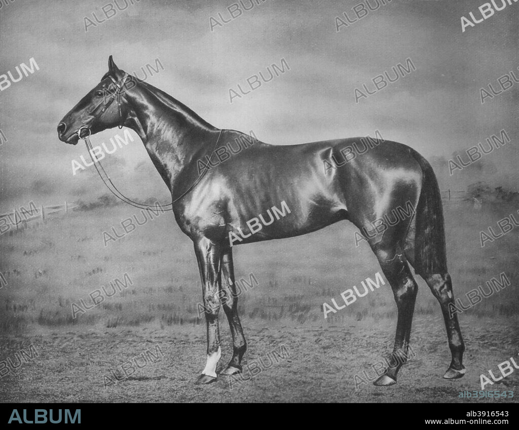 'Polymelus', 1902-1924, (1911. From British Sports and Sportsmen Part 1. [British Sports and Sportsmen, London, 1911].