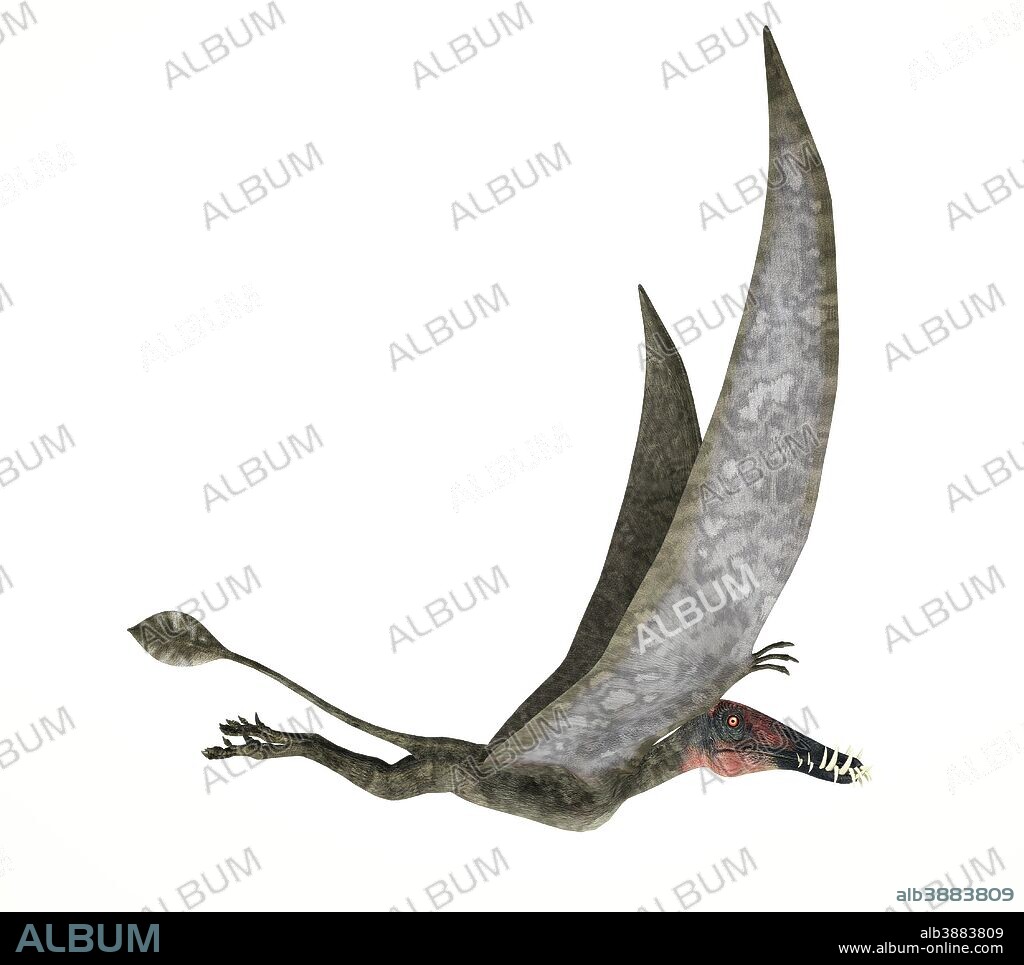 Dorygnathus flying dinosaur on white background.