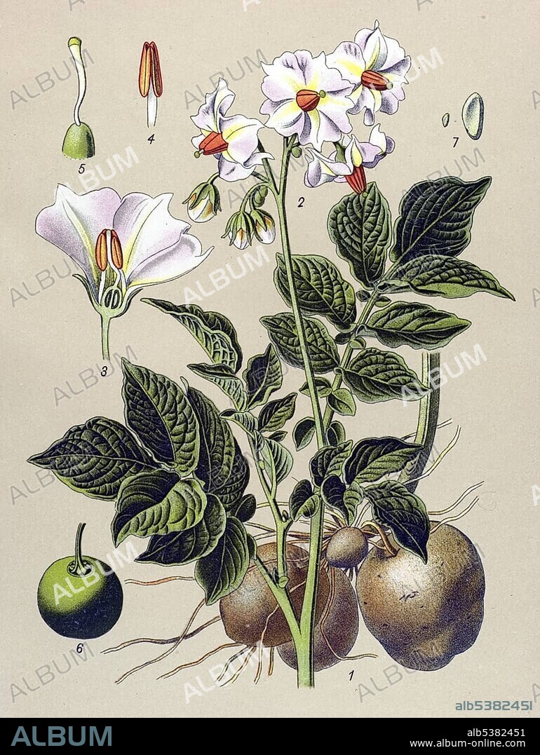 Historical illustration, Potato (Solanum tuberosum), poisonous plant