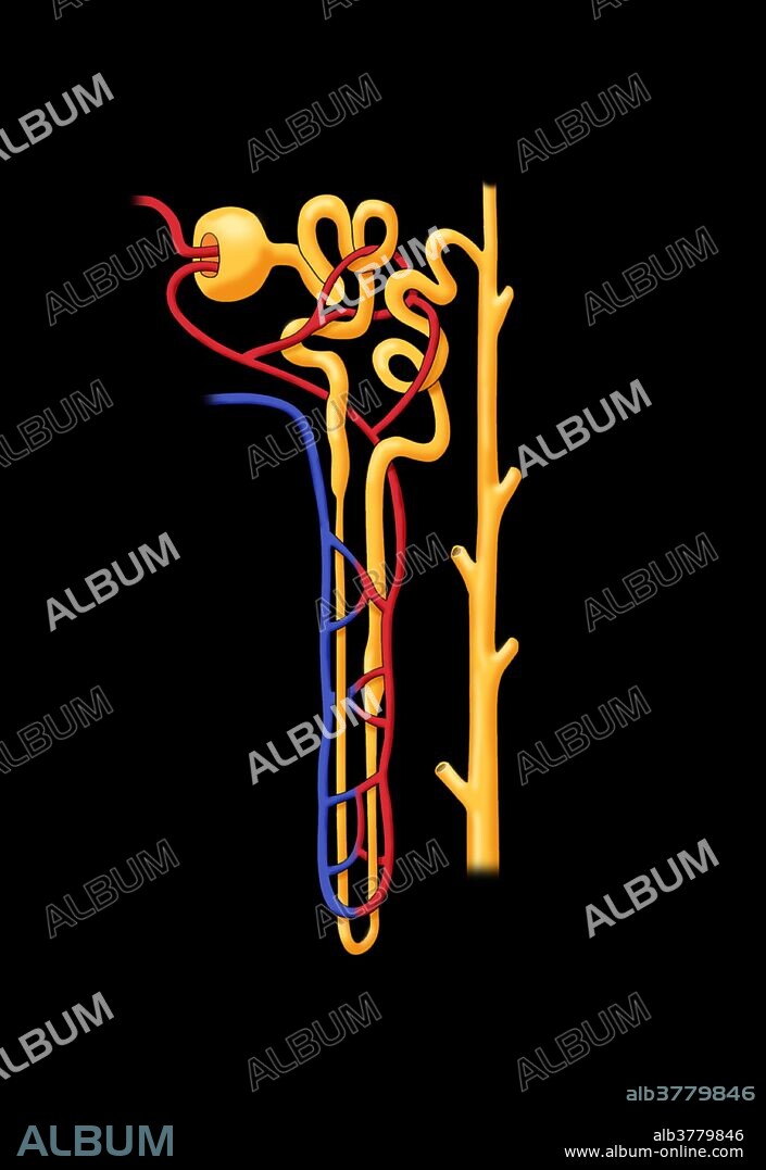 Illustration of the structure of a nephron (the basic structural and functional unit of the kidney) Depicted in the nephron are the glomerulus, bowman's capsule, proximal convoluted tubule, peritubular capillaries, descending limb, loop of henle, ascending limb, branch of renal artery, and branch of renal vein.