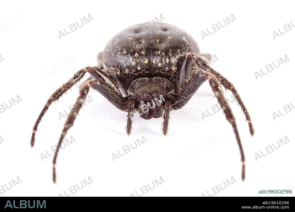 Walnut orb weaver spider (Nuctenea umbratica)
