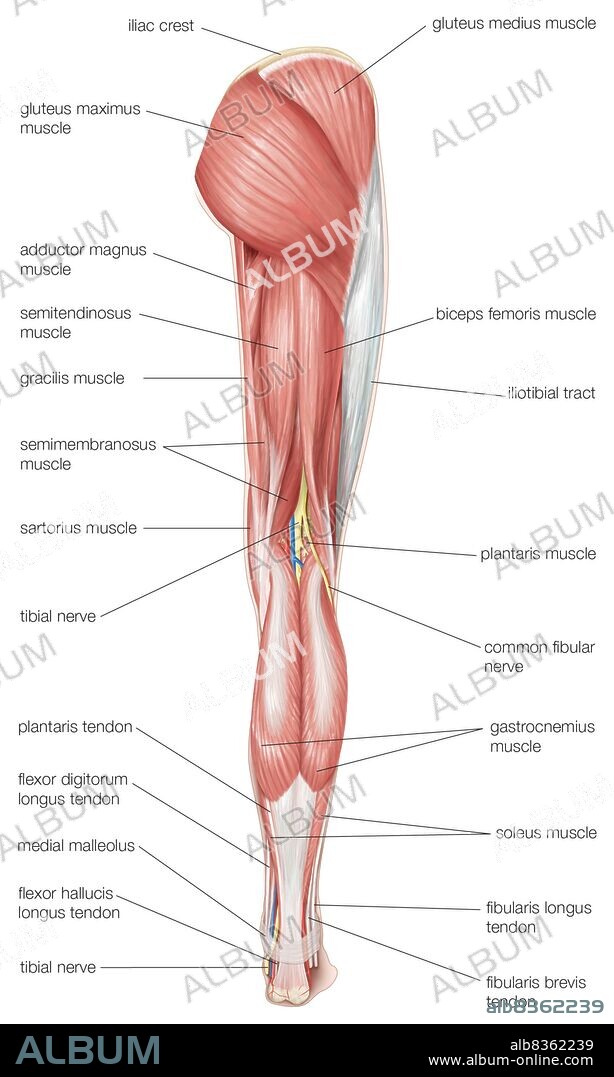 Posterior view of the human right leg, showing the muscles of the hip, thigh, and lower leg, as well as the tibial nerve.