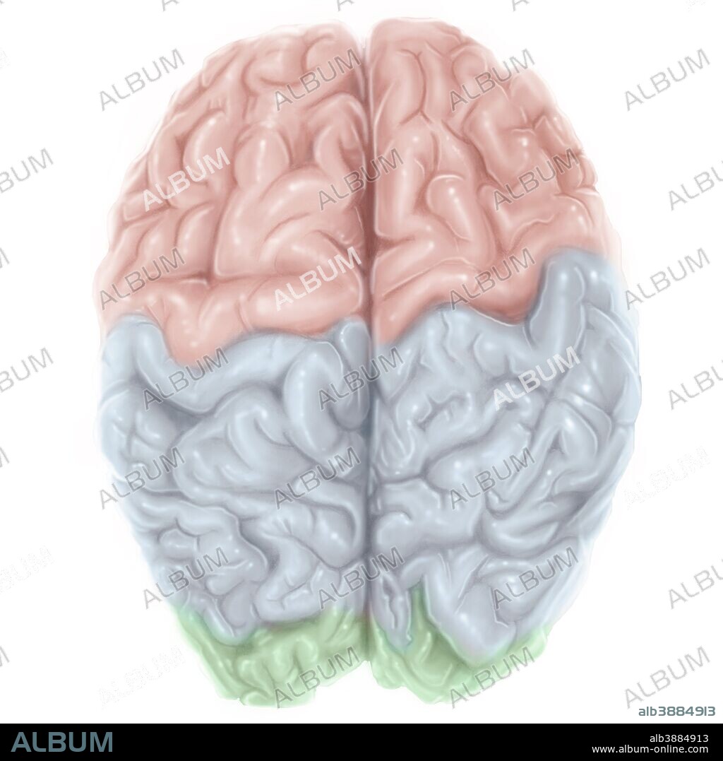 Superior view of human brain with colored lobes.