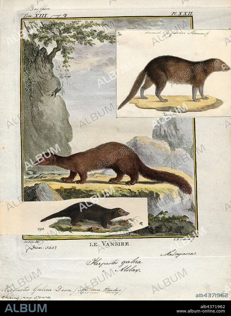 Herpestes galera, Print, Herpestes is a genus of the mongoose family (Herpestidae). It is the type genus of the family. It contains the following ten species, with a number of subspecies, 1700-1880.