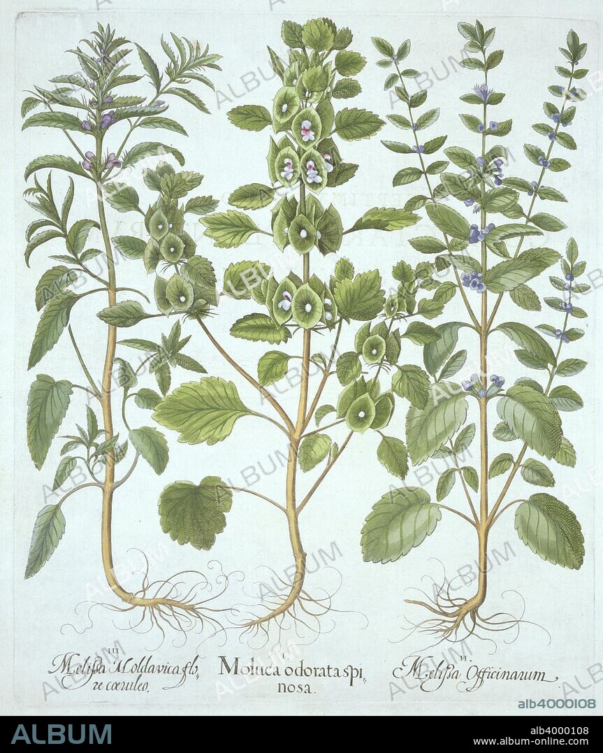 I Moluca odorata spinosa; II Melisa Officinarum; III Melisa Moldavica flore coeruleo; Besler was an apothecary in Nuremberg and was in charge of the gardens of the Prince Bishop near Eichstat;.