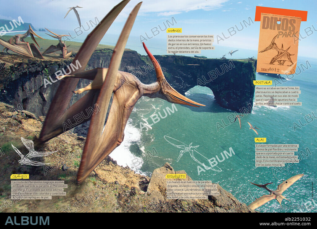 Cómo era el Pteranodon. Infografía sobre las características anatómicas del Pteranodon, género de pterosaurio o reptil alado del Cretácico.