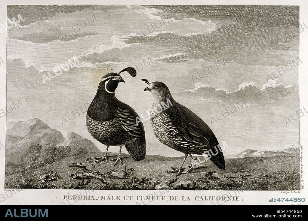 'Perdrix, male et femelle, de la Californie'. Illustration tiree de l'ouvrage de MILET-MUREAU 'Voyage de la La Perouse autour du monde', publie en 1791 (18e, 18eme, XVIIIeme s). Illustration par J.R. PREVOST Fils. Credit : Jean Vigne/KHARBINE-TAPABOR.