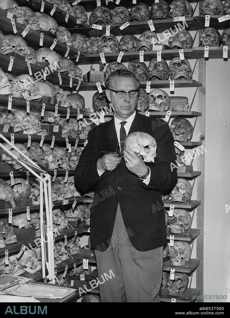 1962.. Utan bildtext. Not. Docent Gejvall -62 Anm. Gejvall, Nils-Gustaf, 1911-91, human- och djurosteolog Kranier Forskare Osteologi Dödskallar Vetenskapsmän Samlingar Granskning Mätinstrument Skallmätning Skallar CD325 persons: NILS-GUSTAF GEJVALL sites: SVERIGE.