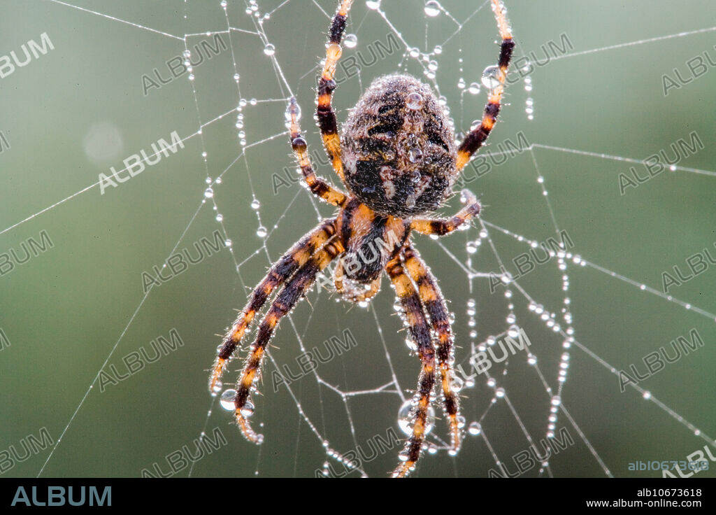 Black and Yellow Argiope Spider