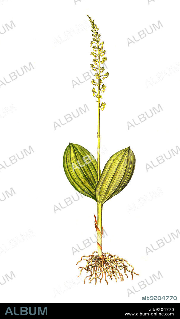 Großes Zweiblatt, Neottia ovata, Listera ovata, ist eine Pflanzenart aus der Gattung Zweiblatt, Listera, innerhalb der Familie der Orchideen / Ophrys ovata, Neottia ovata, the common twayblade or eggleaf twayblade, historical, digital improved reproduction of an original from the 19th century / digital restaurierte Reproduktion einer Originalvorlage aus dem 19. Jahrhundert, genaues Originaldatum nicht bekannt.