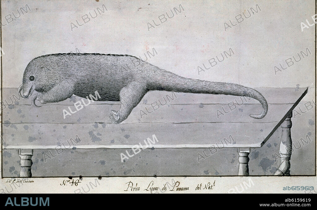 JOSE CARDERO (1766-1811). PERICO LIGERO (MAMIFERO DEL PANAMA) - SIGLO XVIII - EXPEDICION MALASPINA.
