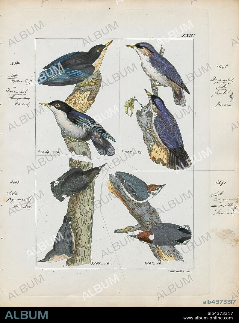 Sitta pusilla, Print, The brown-headed nuthatch (Sitta pusilla) is a small songbird found in pine forests throughout the Southeastern United States. Genetic analyses indicated low differentiation between northern and southern populations in Florida. A population on the Bahamas showed moderate to high differentiation compared with Florida populations. The Bahama nuthatch was and still is considered a subspecies (S. p. insularis) by several authorities including the IOC, but the IUCN and BirdLife International have reclassified it as its own separate species. The bird, like other nuthatches, possesses a sharp black nail-like beak, which it uses to pound open seeds. It is a frequent visitor to feeding stations and is highly fond of sunflower seeds and suet cakes., 1820-1860.